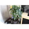 Image 3 : 6' TALL POTTED PINE TREE AND 2 POTTED CORN PLANTS