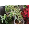 Image 1 : LOT OF APPROX. 10 PLANTS