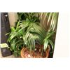 Image 2 : LOT OF APPROX. 10 PLANTS