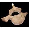 Image 1 : Whale Vertebrae Bone