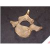 Image 2 : Whale Vertebrae Bone