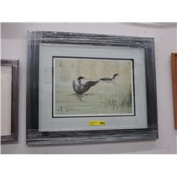Framed print "Courting Loons" by Lisa Calvert
