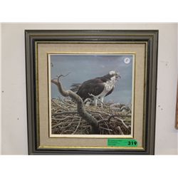 Framed print of an Eagle in nest