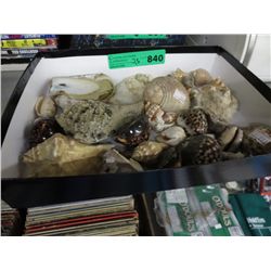 Seashells, approx 25
