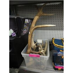 Horns & antlers