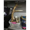 Image 1 : Horns & antlers