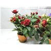 Image 3 : LOT 10 ARTIFICAL SILK FLOWERS IN POTS