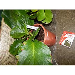 LIVE PLANT - BERGENIA - PINK