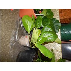 LIVE PLANT - BERGENIA - PINK