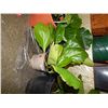 Image 1 : LIVE PLANT - BERGENIA - PINK