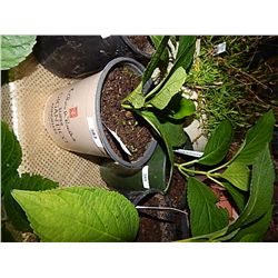 LIVE PLANT - HYDRENGIA