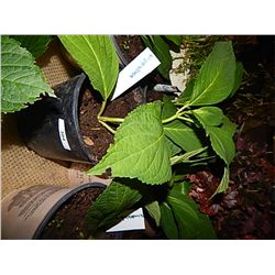 LIVE PLANT - HYDRENGIA