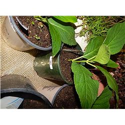 LIVE PLANT - HYDRENGIA