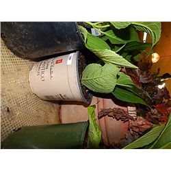 LIVE PLANT - HYDRENGIA