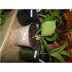 LIVE PLANT - HYDRENGIA