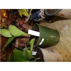 LIVE PLANT - HYDRENGIA