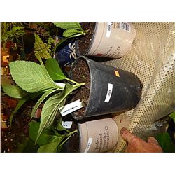 LIVE PLANT - HYDRENGIA