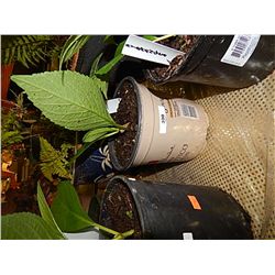 LIVE PLANT - HYDRENGIA