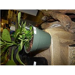 LIVE PLANT - HYDRENGIA