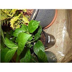 LIVE PLANT - HYDRENGIA