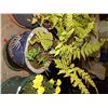 Image 1 : LIVE PLANT - FERN - ORINETAL POT