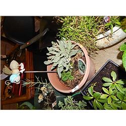 LIVE PLANT - LAMBS EAR - BLUE AND PURPLE BUMBLE BEE