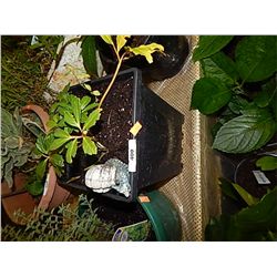 LIVE PLANT - SMALL SNAIL