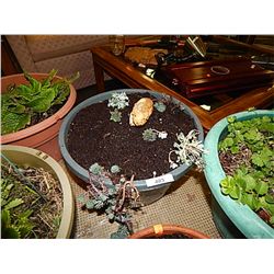 LIVE PLANT - HENS AND CHICKS - YELLOW PIGGY