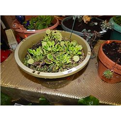 LIVE PLANT - DRAGON FLY