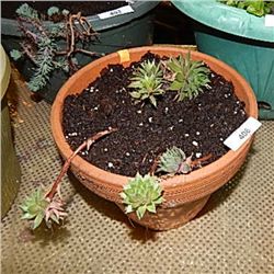 TERRA COTTA POT - ROUND - WITH LIVE PLANT