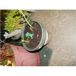 LIVE PLANT - WITH FROG