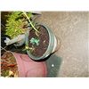 Image 1 : LIVE PLANT - WITH FROG
