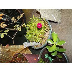 LIVE PLANT - WITH WEASEL