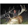 Image 1 : New Zealand Red Stag Hunt