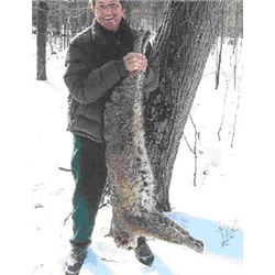 Michigan UP Bobcat or Bear Hunt