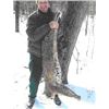 Image 1 : Michigan UP Bobcat or Bear Hunt