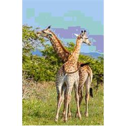 African Photo Safaris