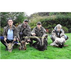 Ireland Mountain Sheep Hunt