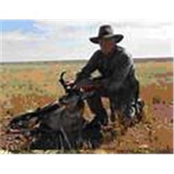 Wyoming Trophy Pronghorn Hunt