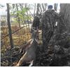 Image 1 : Ohio Whitetail Management Hunt