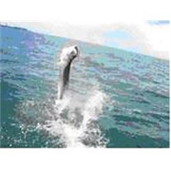 Costa Rica Tarpon Fishing Trip