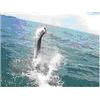 Image 1 : Costa Rica Tarpon Fishing Trip