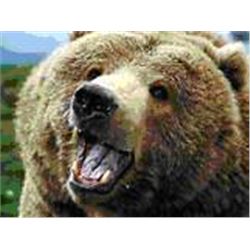 Alaska Brown Bear Hunt 	Reserve