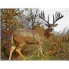 Image 1 : Ohio Trophy Whitetail Deer Hunt