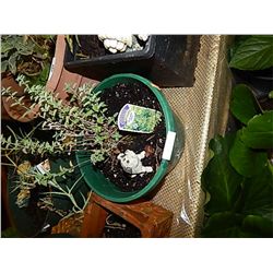 LIVE PLANT - ALLEMILLA - BLACK AND WHITE PIGGY