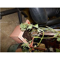 LIVE PLANT - TALL - BROWN POT WITH DOVE
