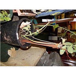 LIVE PLANT - MED - BLACK POT WITH KANGAROO