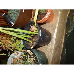 LIVE PLANT - BUNNY SITTING