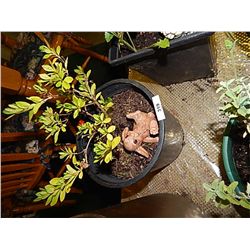 LIVE PLANT - BUNNY ON BACK