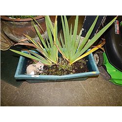 LIVE PLANT - RECTANGLE POT - FOX